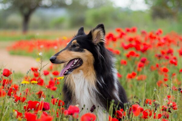 Chien parmi les coquelicots