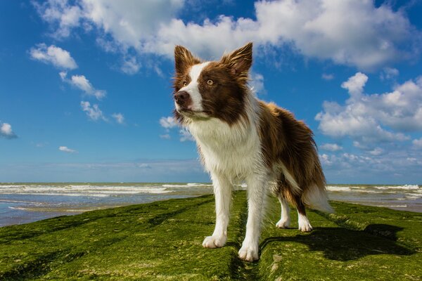 Der Hund auf dem Hintergrund des Strandes schaut in die Ferne