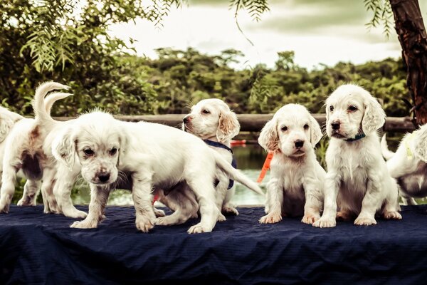 Puppy joy, they are friends