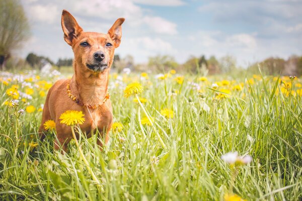 Pelirroja perrito en el campo de diente de León