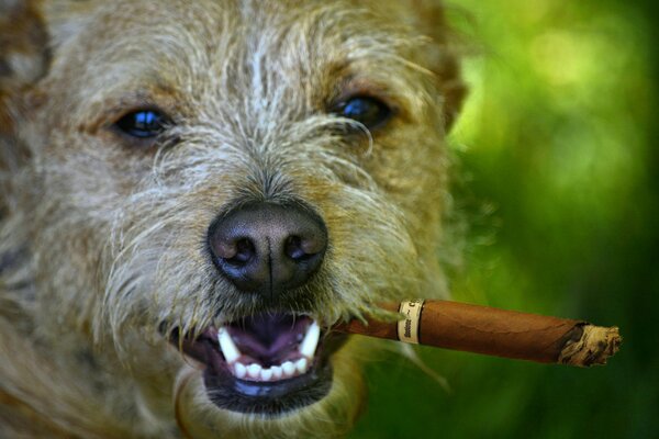 Zottiger Hund raucht eine Zigarette