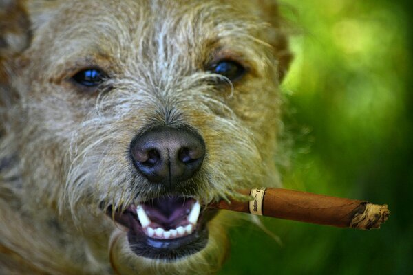 A shaggy dog smokes a cigarette