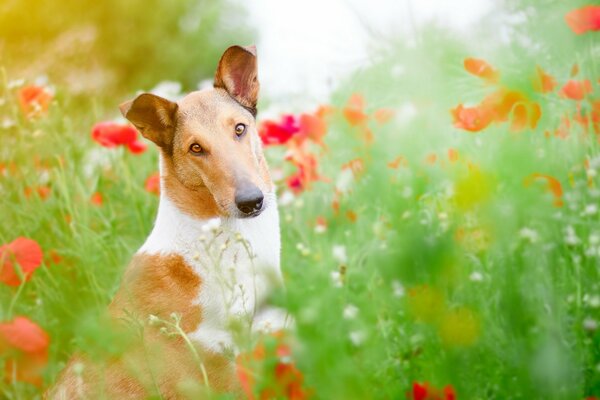 Beautiful and smart look. A dog in a field of flowers