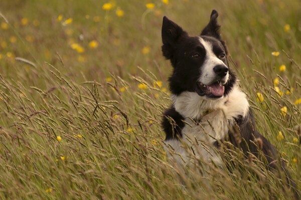 Border collie in meadow grass