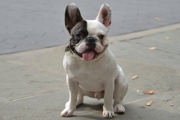 Funny French bulldog with tongue