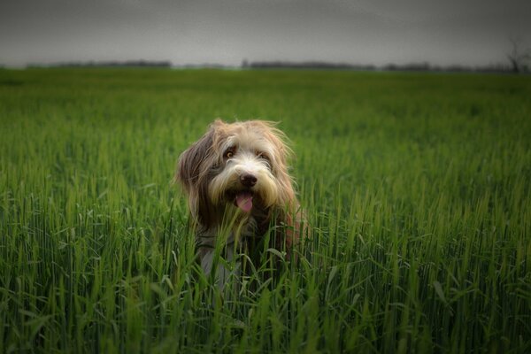 Perro peludo grande en un campo con hierba verde alta y jugosa