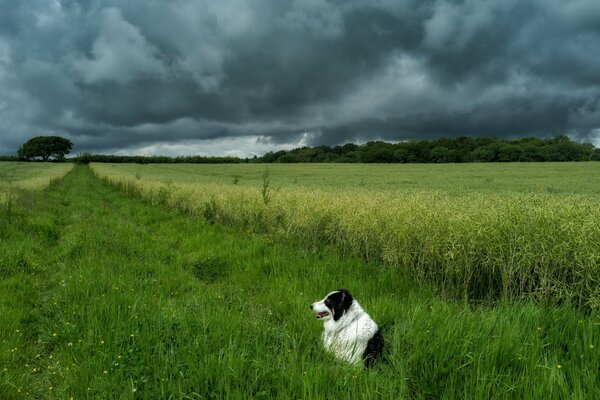 Chien dans le champ. Beau ciel