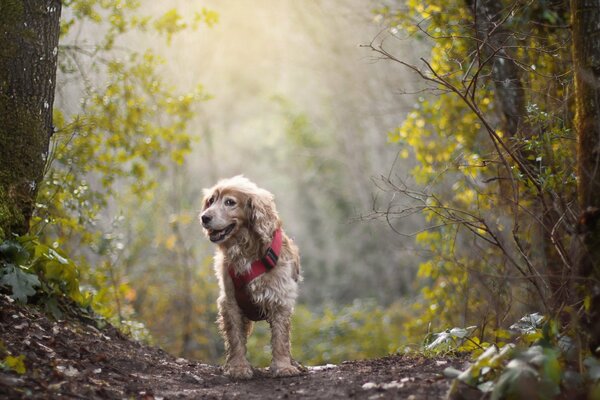 Chien bouclé dans un collier rose