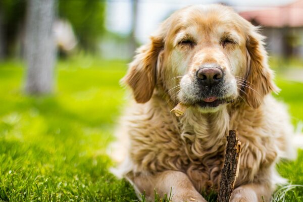 Good old dog on the grass