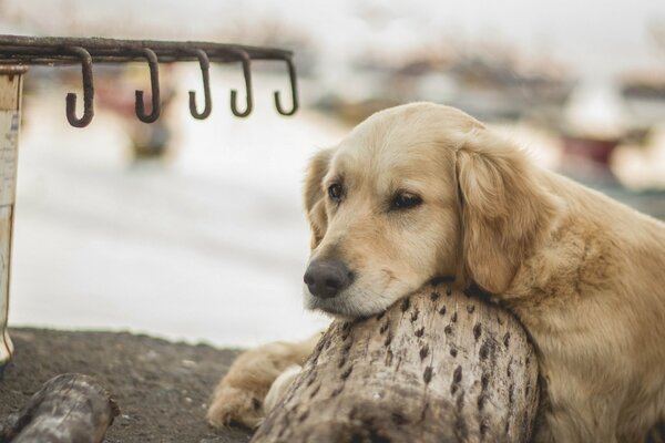 Il cane è triste per il suo padrone