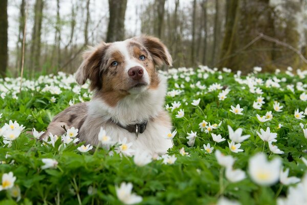 Ein Hund in Blumen. Natur Schönheit