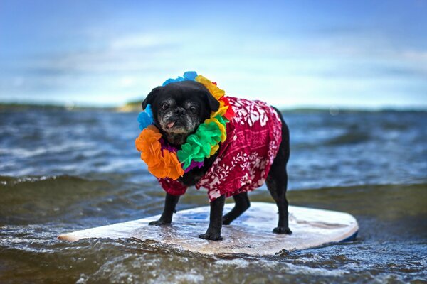 Recreation on the water. Dog surfing