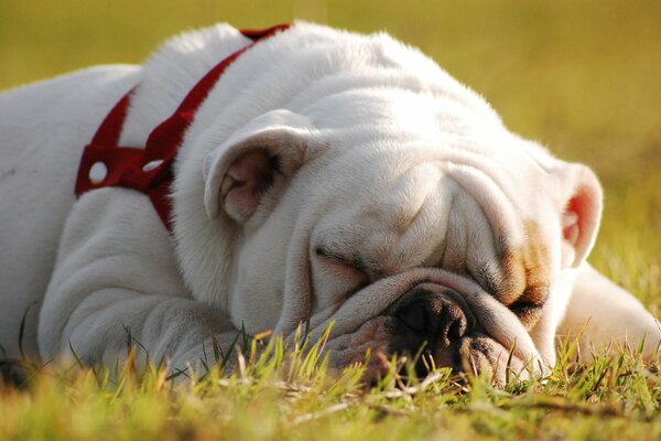 Die englische Bulldogge ruht an der frischen Luft