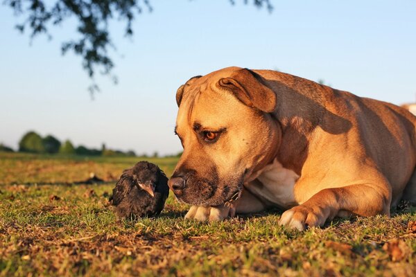 Erste Bekanntschaft mit einem Küken und einem Hund