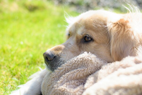 Ein hingebungsvoller freundlicher Blick des Hundes