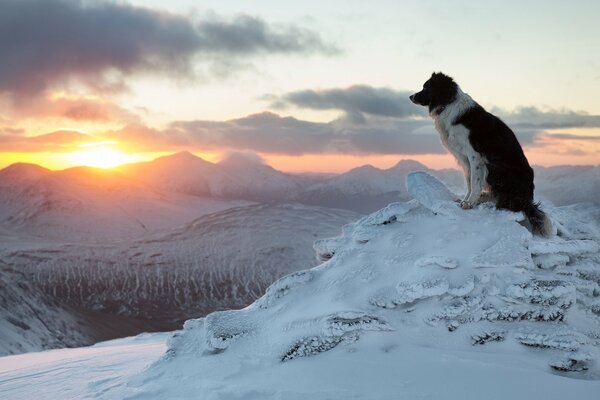 Ein Hund im Winter in den Bergen bewundert den Sonnenuntergang