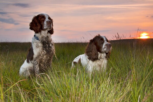 Dogs in the grass at sunset