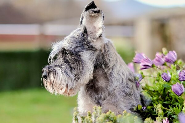 Porträt eines Hundes der Rasse Zwergschnauzer mit Blumen