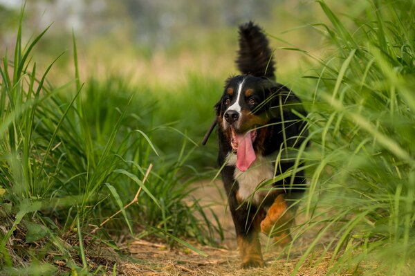 Dog look friend run grass