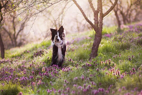 Auch Hunde freuen sich über die Frühlingssonne