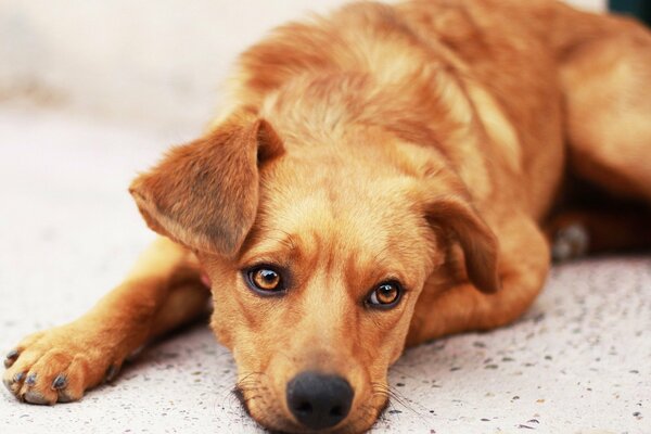 Ein trauriger Hund. ein Blick in Erwartung eines Wunders