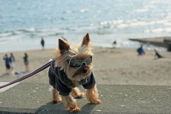 Ami regard chien lunettes