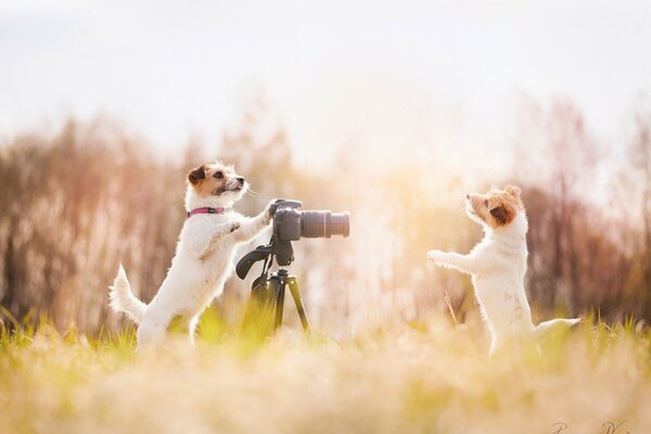 One dog takes pictures of another dog in nature