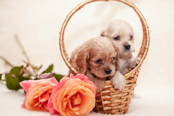 Cute puppies in a basket next to roses