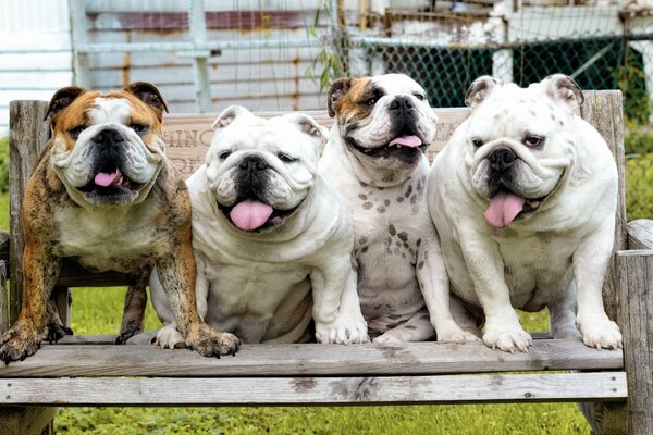 Compagnie de bouledogue sur fond de maison