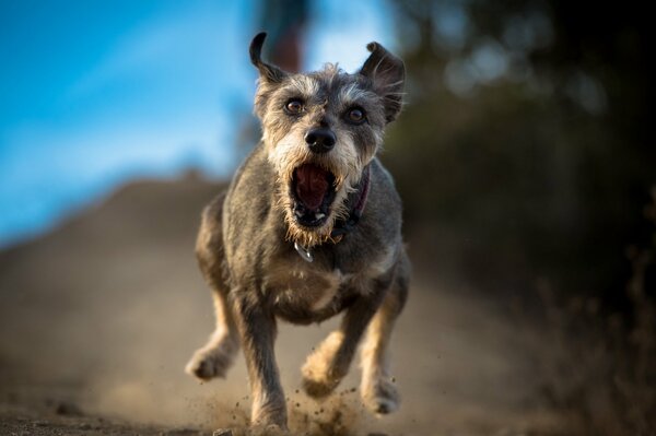 Perro enojado corre con la boca abierta