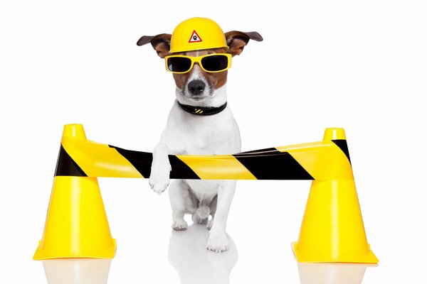 A dog at work in a yellow helmet