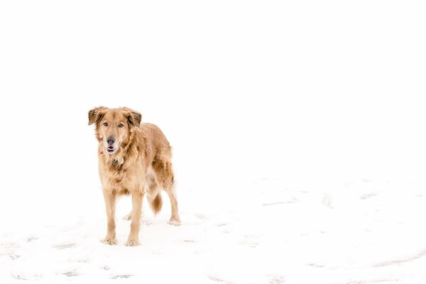 Hund steht im Winter im Schnee