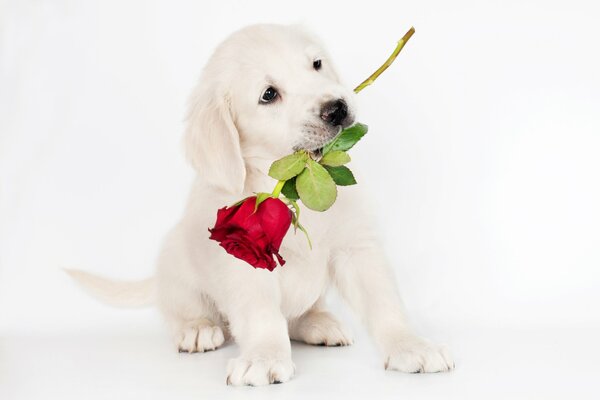 Cute retriever puppy with a rose