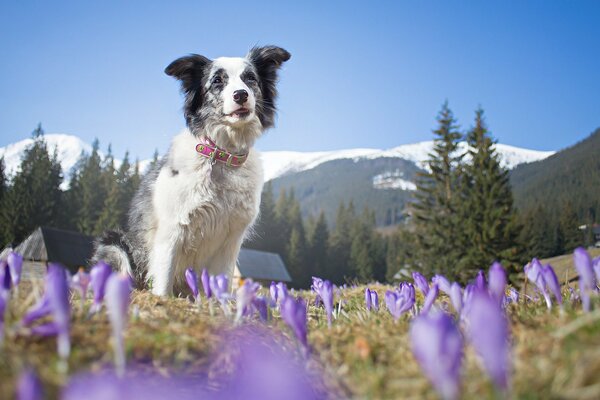 Hund auf dem Hintergrund der alpinen Berge in Blumen