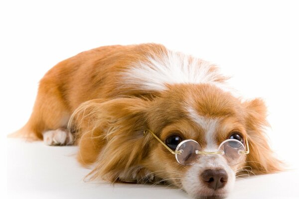 Perro inteligente con gafas espera la felicidad