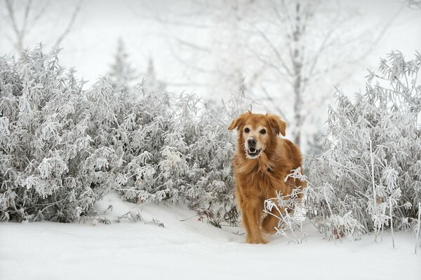 A dog runs along a winter path out of the bushes