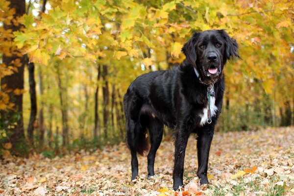 A black dog in the autumn forest