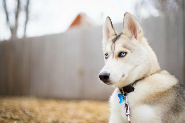 Ein Hund mit klaren blauen Augen