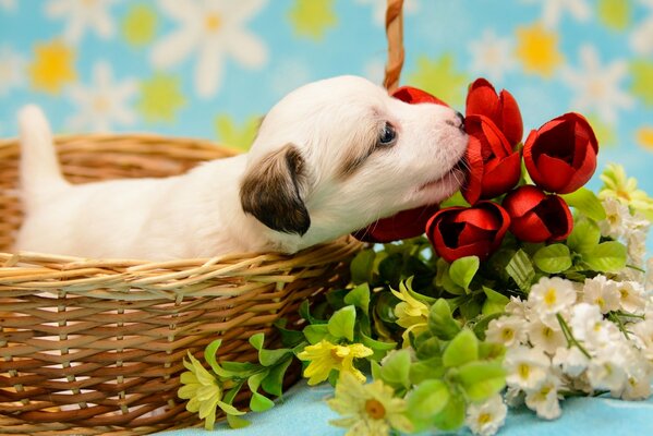 Un piccolo cucciolo in un cesto annusa i fiori