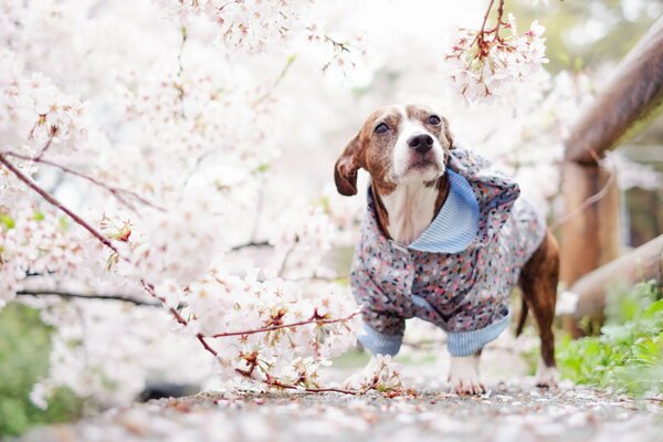 Traje de primavera de un pequeño amigo