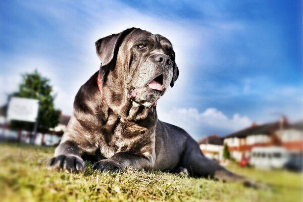 Cane Corso is resting in a clearing