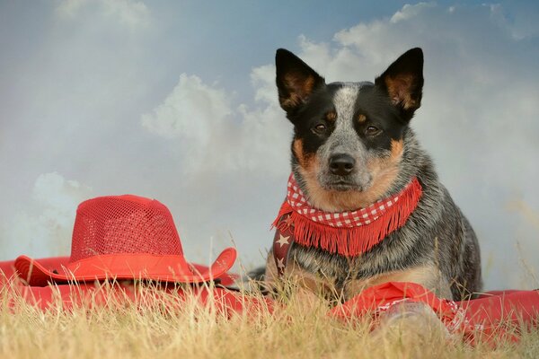 Trauriger Blick des Hundes in Rot