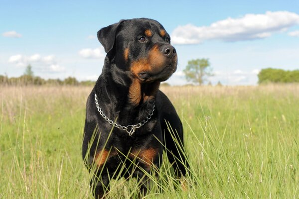 Dog parody rottweiler with a metal collar in nature