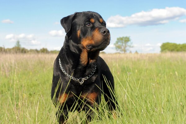 Perro parodia Rottweiler con collar de metal en la naturaleza