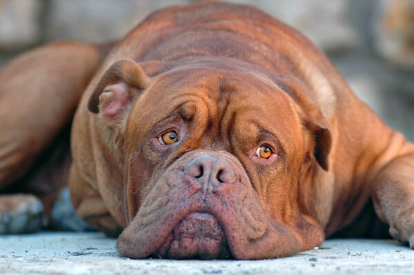 The dog lies on the floor and watches the surroundings with a sad look