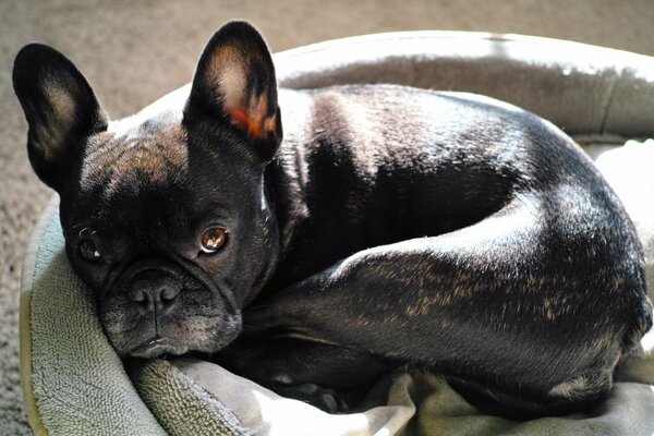 Bulldog avec de grandes oreilles se trouve sur une chaise longue