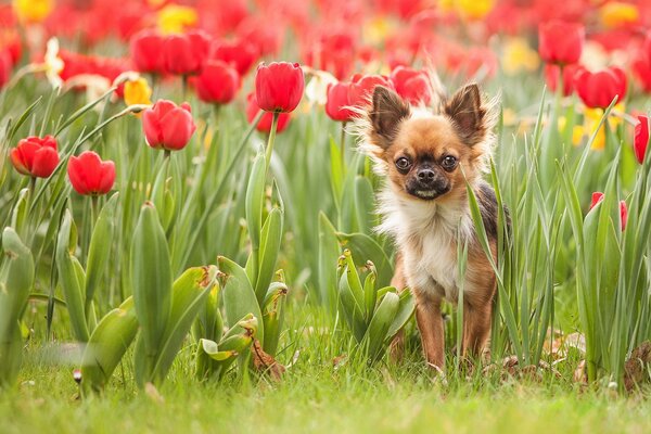 Kleinkind in der Natur in roten Tulpen