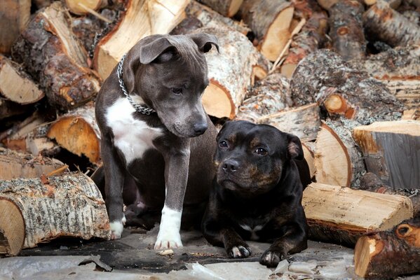 Two dogs at the scattered firewood