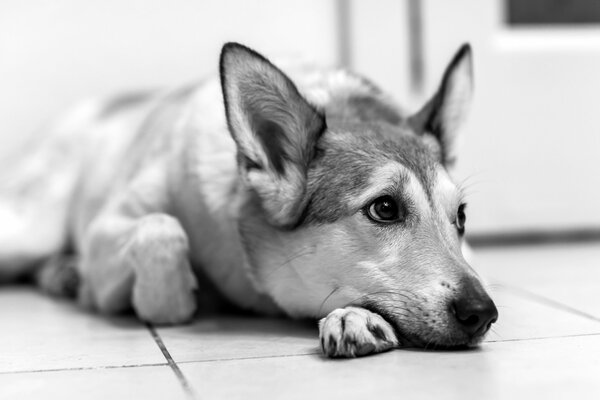 Regard triste d un chien couché