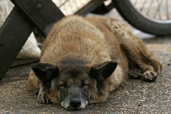 Cane che dorme fuori